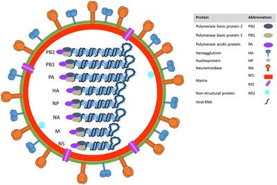 swine flu research paper